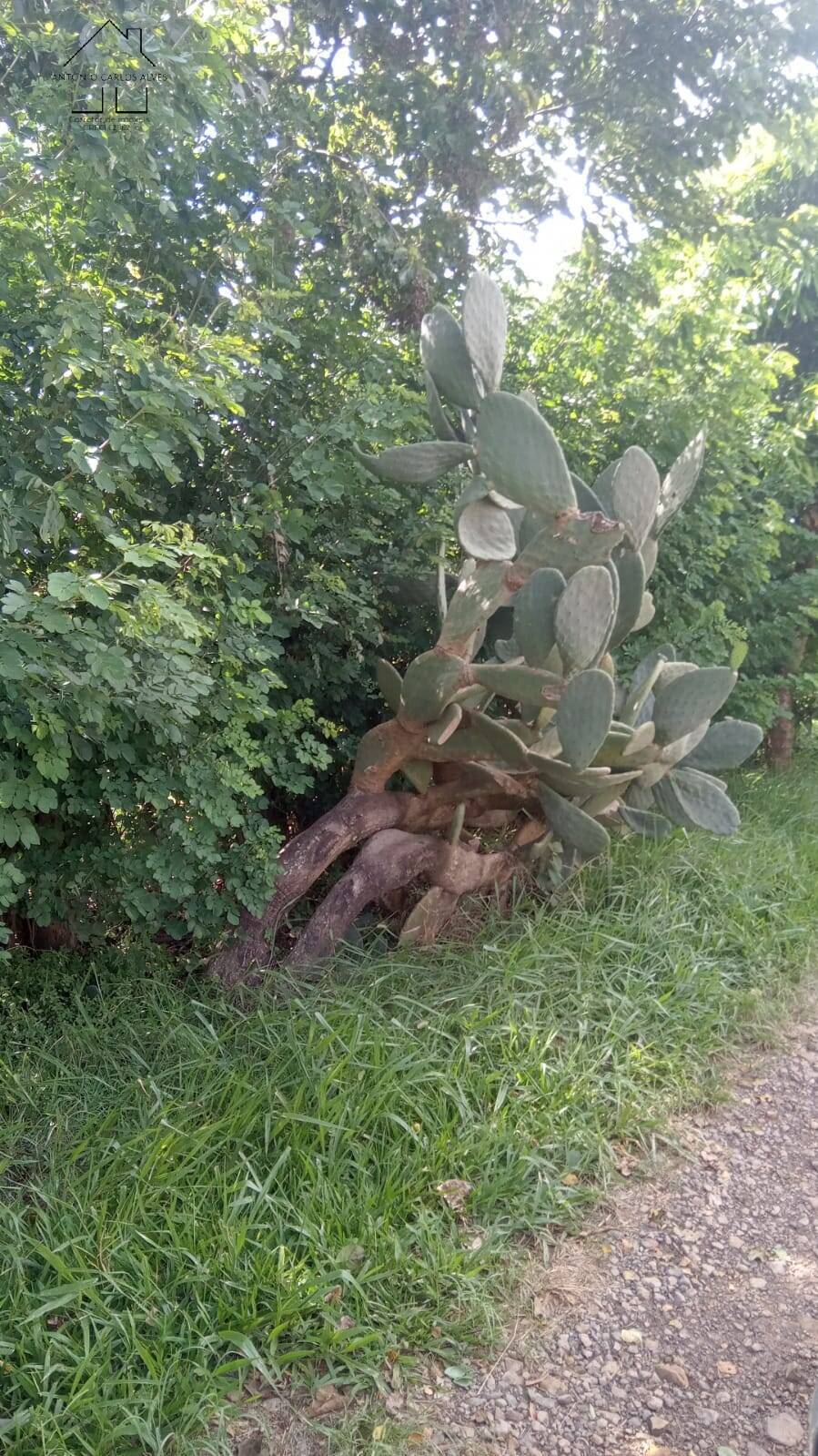 Fazenda à venda com 4 quartos, 400m² - Foto 29