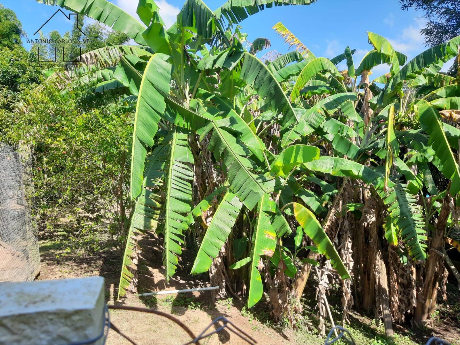 Fazenda à venda com 3 quartos, 135m² - Foto 32