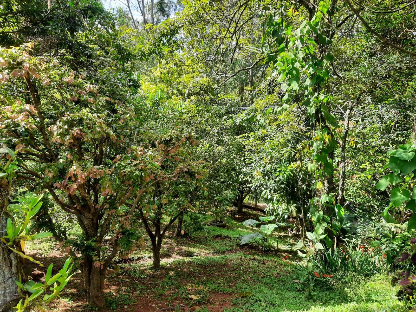 Fazenda à venda com 4 quartos, 127m² - Foto 53