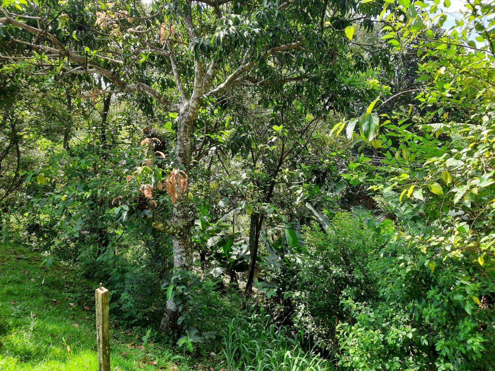 Fazenda à venda com 4 quartos, 127m² - Foto 55