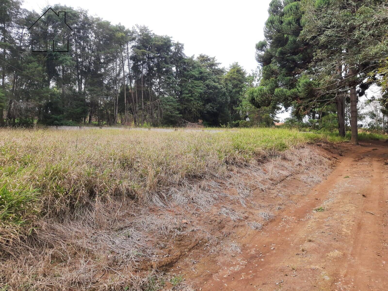 Fazenda à venda com 2 quartos, 150m² - Foto 35