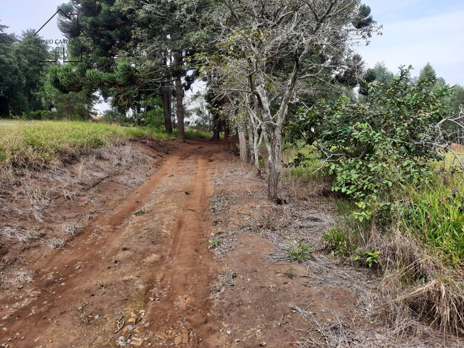 Fazenda à venda com 2 quartos, 150m² - Foto 36