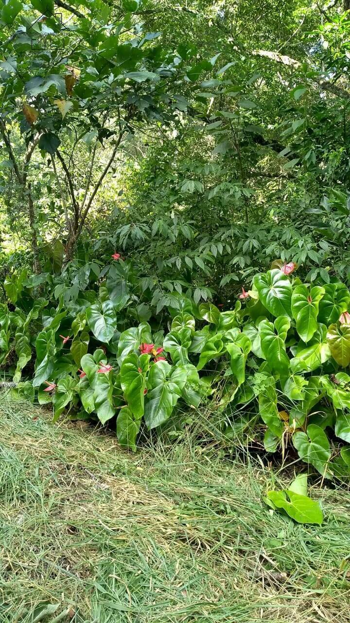 Fazenda à venda com 2 quartos, 192m² - Foto 33