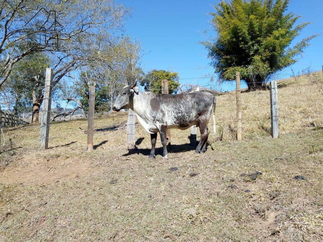 Fazenda à venda com 3 quartos, 80m² - Foto 4