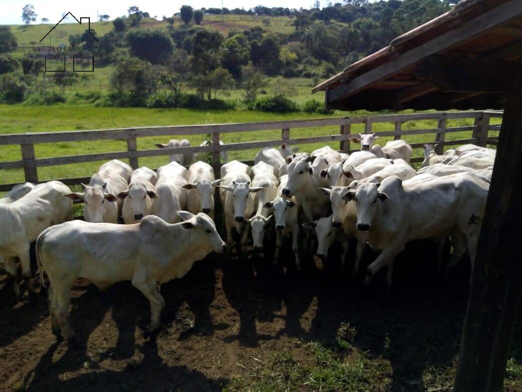 Fazenda à venda com 3 quartos, 80m² - Foto 8