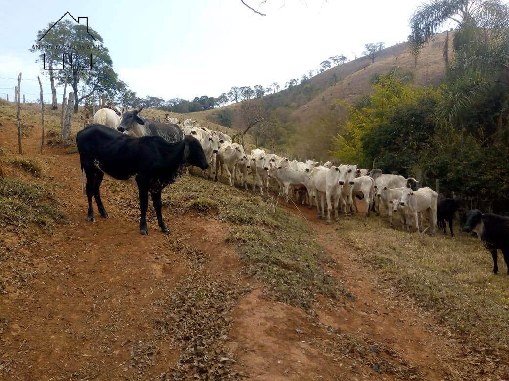 Fazenda à venda com 3 quartos, 80m² - Foto 10