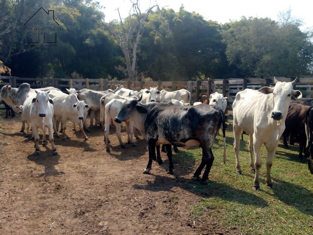 Fazenda à venda com 3 quartos, 80m² - Foto 9