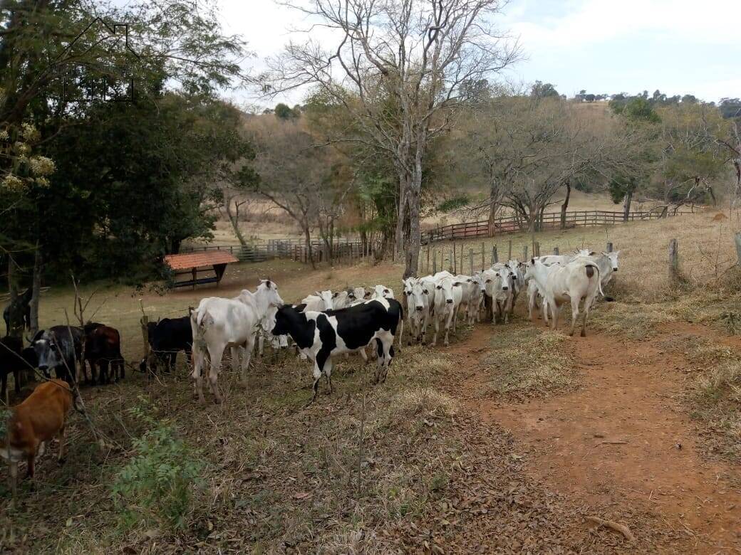 Fazenda à venda com 3 quartos, 80m² - Foto 12