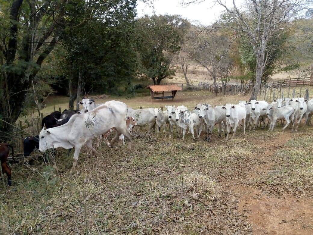 Fazenda à venda com 3 quartos, 80m² - Foto 15