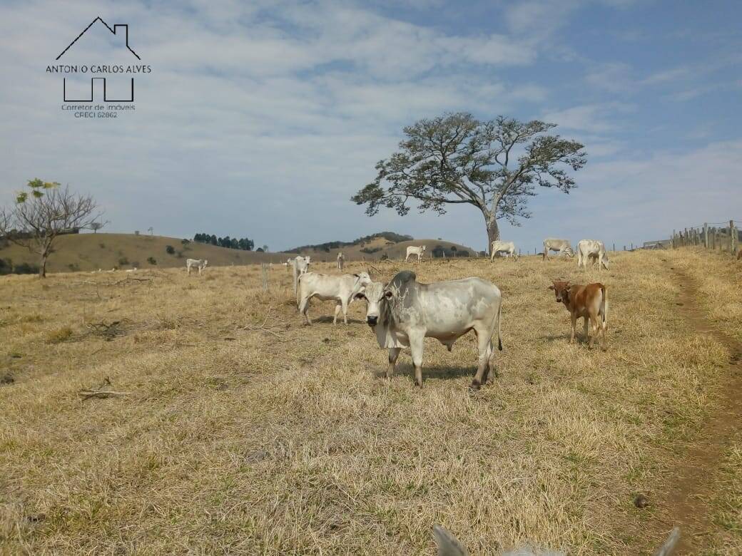 Fazenda à venda com 3 quartos, 80m² - Foto 34