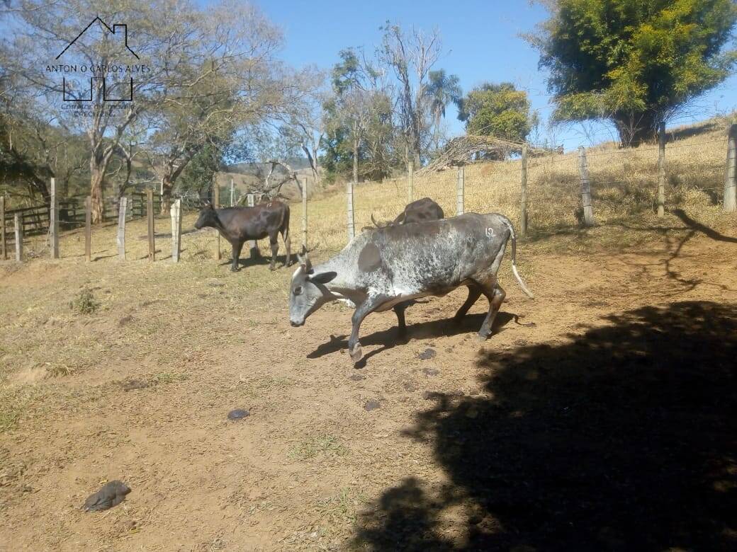 Fazenda à venda com 3 quartos, 80m² - Foto 42