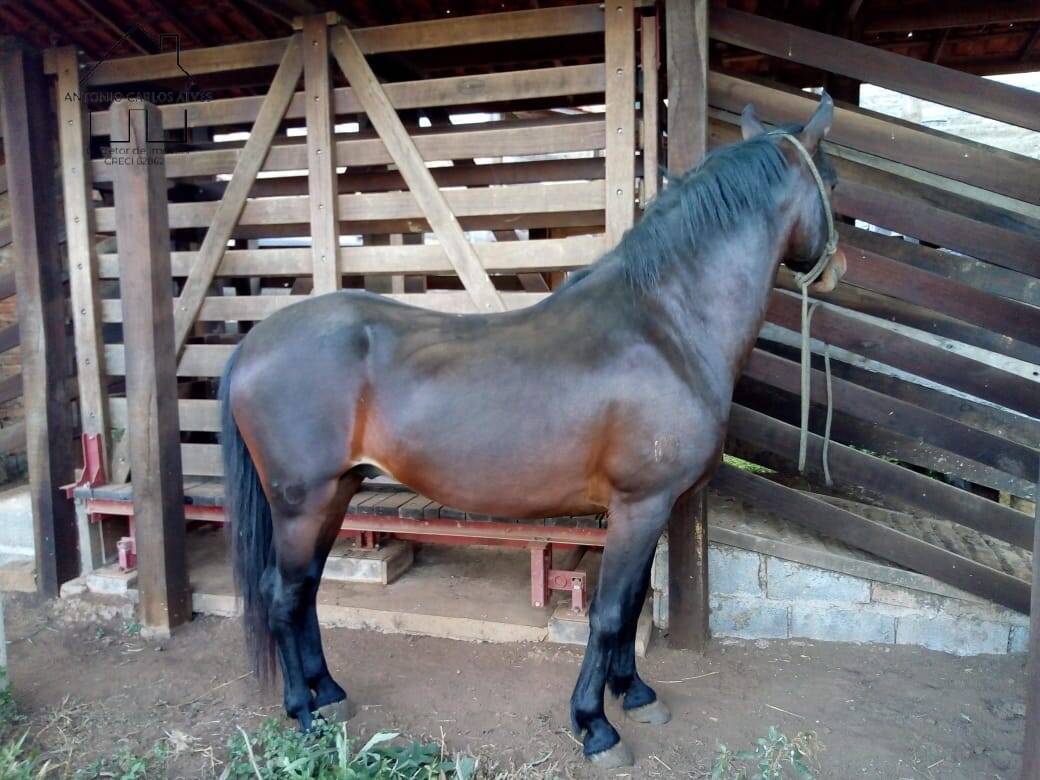 Fazenda à venda com 3 quartos, 80m² - Foto 45