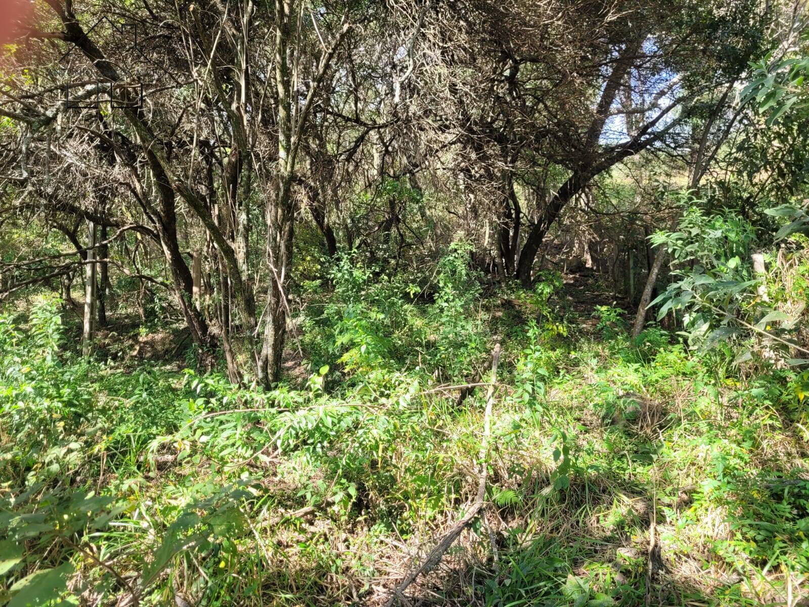 Fazenda à venda com 3 quartos, 350m² - Foto 57