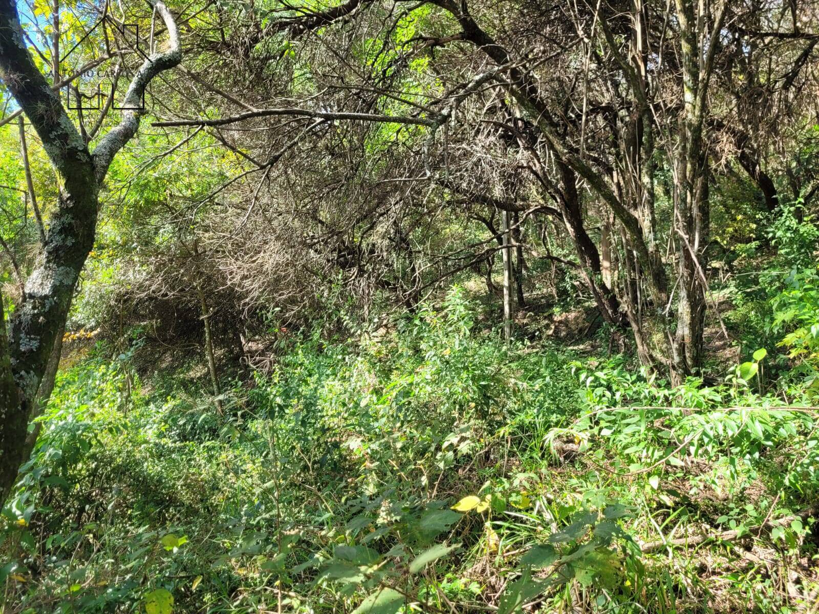 Fazenda à venda com 3 quartos, 350m² - Foto 59