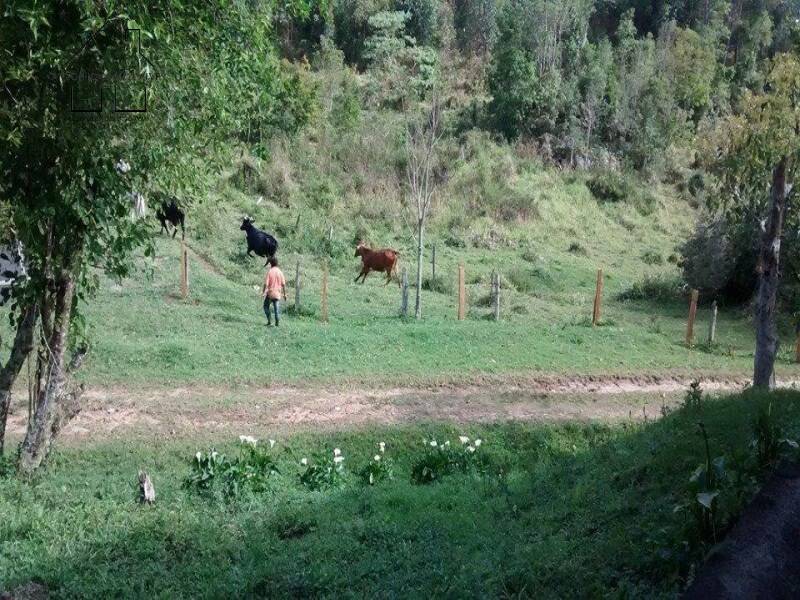 Fazenda à venda com 4 quartos, 1000m² - Foto 13